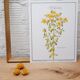 St. John's wort botanical board