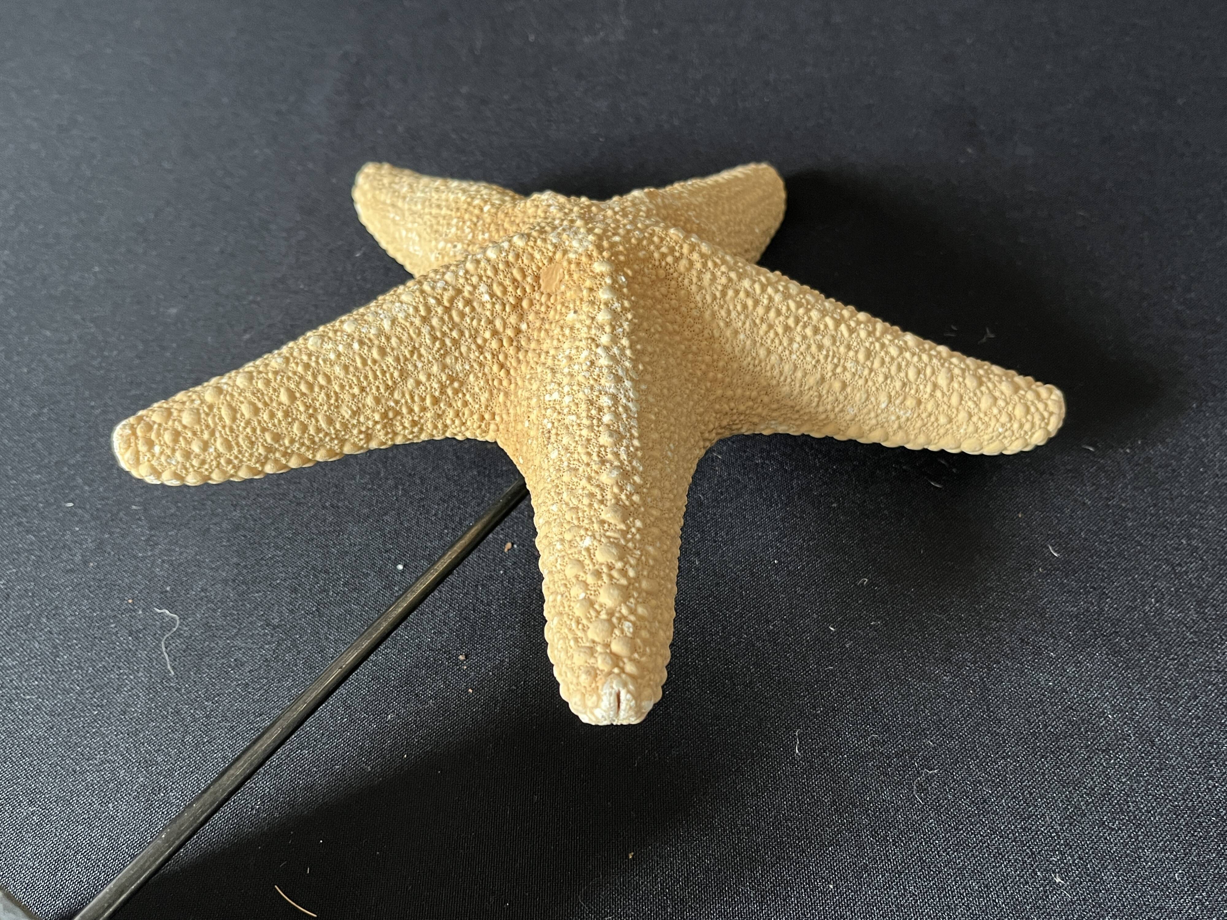 Cabinet of curiosities natural starfish on marble shell base