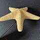 Cabinet of curiosities natural starfish on marble shell base