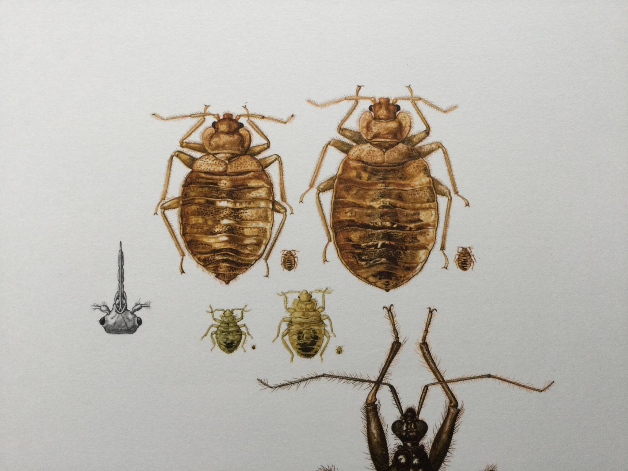 Vintage insect print. Original plate 1969