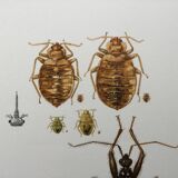 Vintage insect print. Original plate 1969