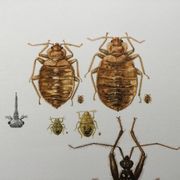 Vintage insect print. Original plate 1969