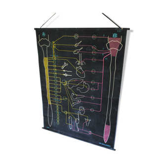 Displays school vintage dr auzoux nice and friendly s25 para 1958