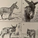 Lithograph on donkeys - 1920