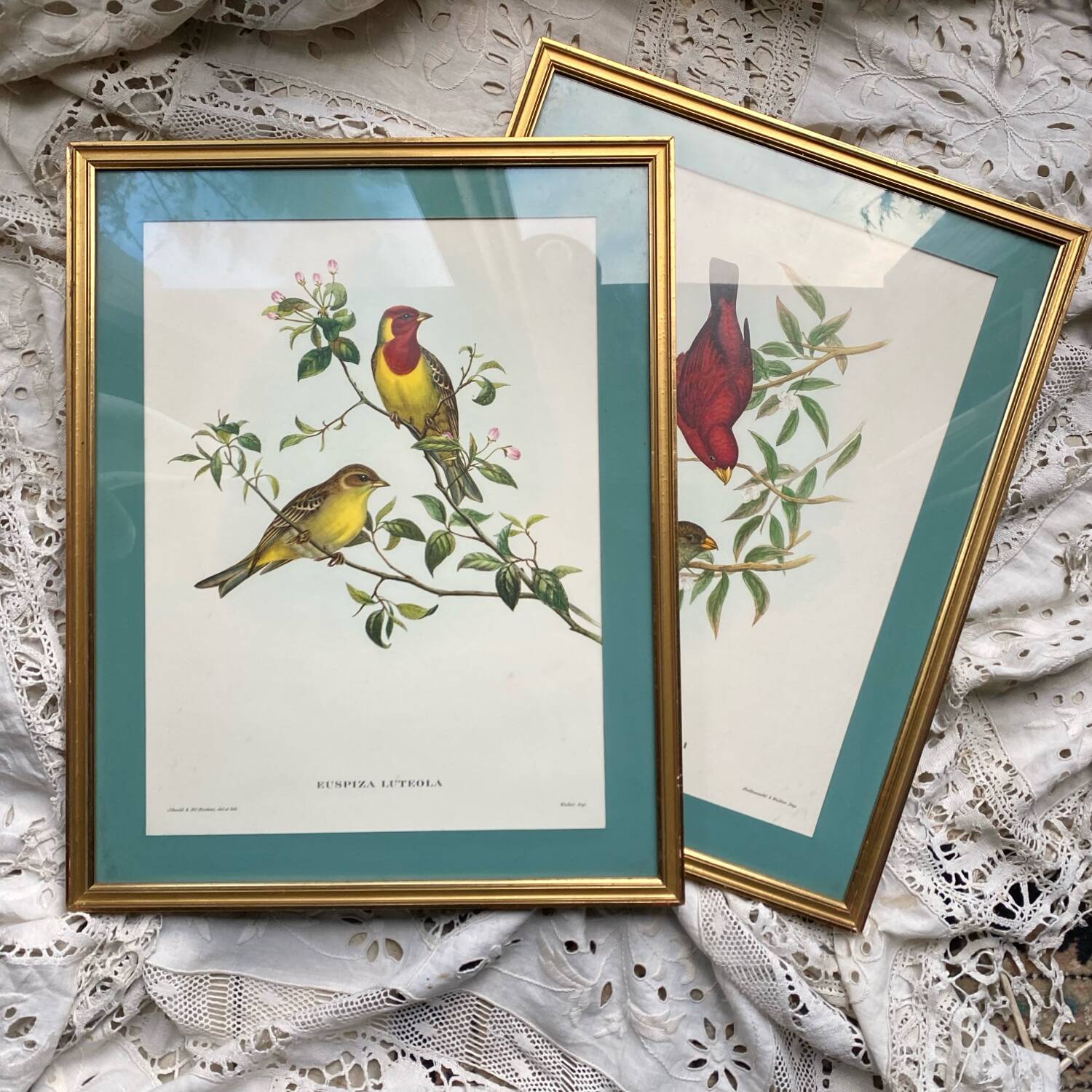 Framed zoological plate of birds