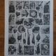 Original lithographs on birds