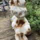 Old garden bust in cast iron troubadour early twentieth century