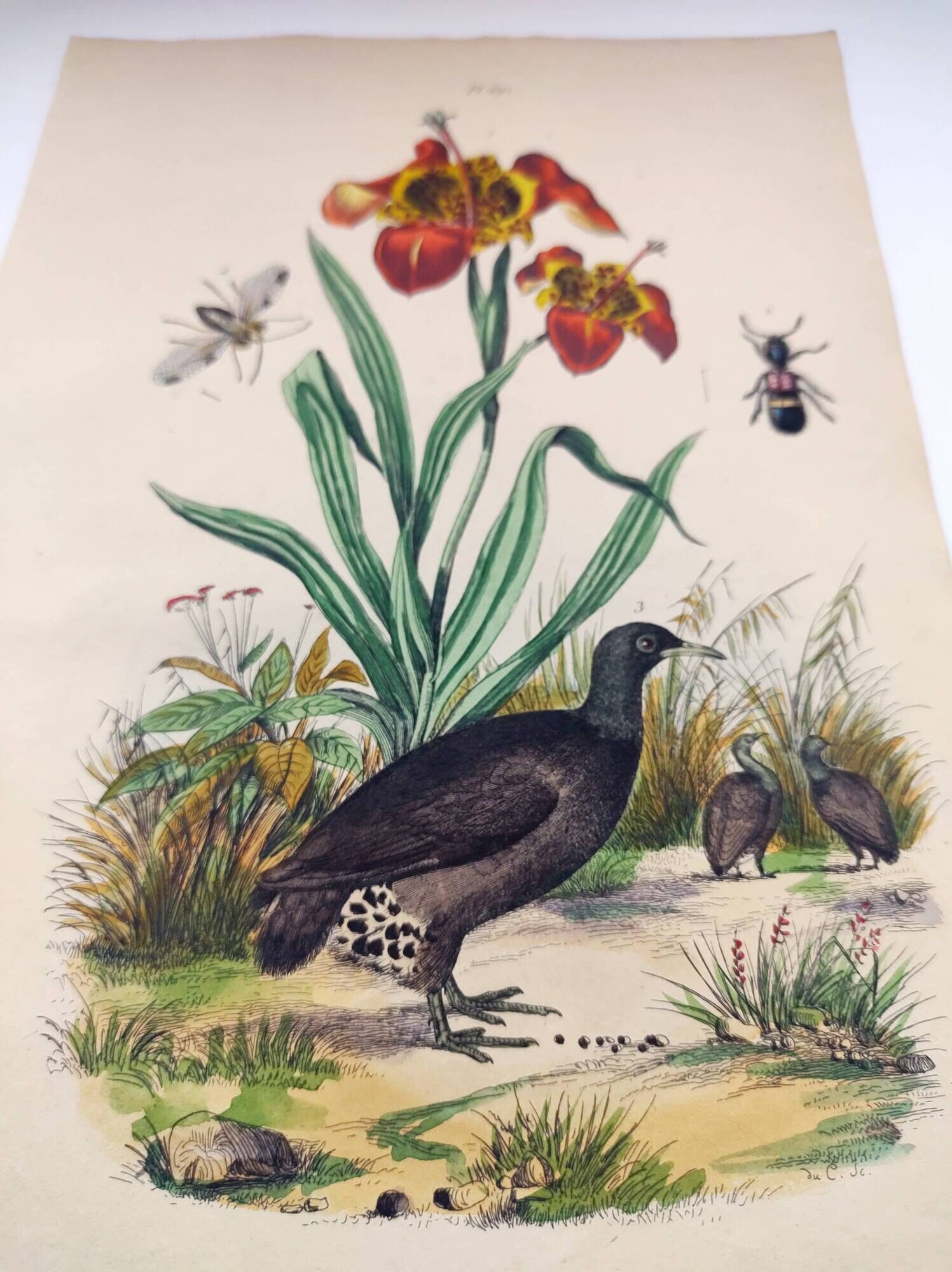Old engraving from 1838 - Orchid and Tinamou - Zoological and botanical hand-colored plate