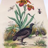 Gravure ancienne de 1838 -Orchidée et Tinamou- Planche coloriée à la main zoologique et botanique