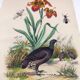 Old engraving from 1838 - Orchid and Tinamou - Zoological and botanical hand-colored plate