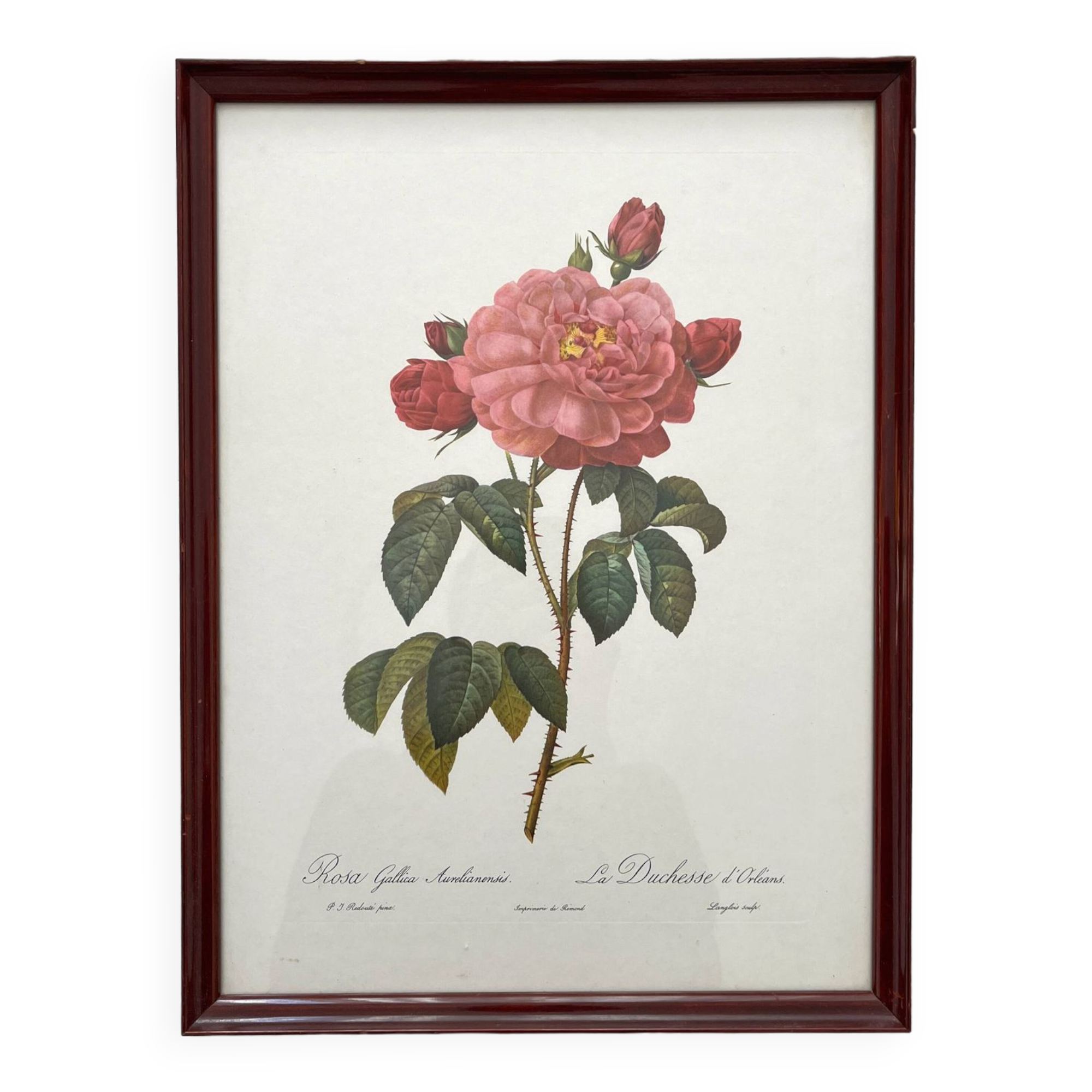 Framed lithograph roses Pierre Joseph Redouté, vintage botanical poster