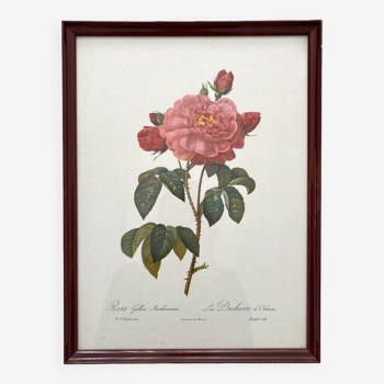 Lithographie encadrée roses Pierre Joseph Redouté, affiche botanique vintage