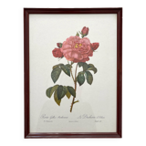 Framed lithograph roses Pierre Joseph Redouté, vintage botanical poster