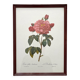 Framed lithograph roses Pierre Joseph Redouté, vintage botanical poster