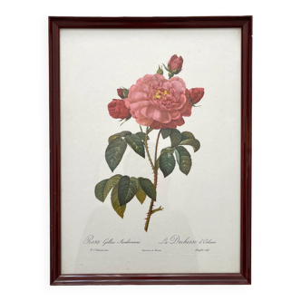 Framed lithograph roses Pierre Joseph Redouté, vintage botanical poster