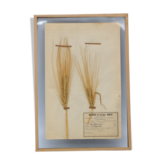 George Bert Herbarium