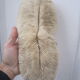 Ancient white coral shell