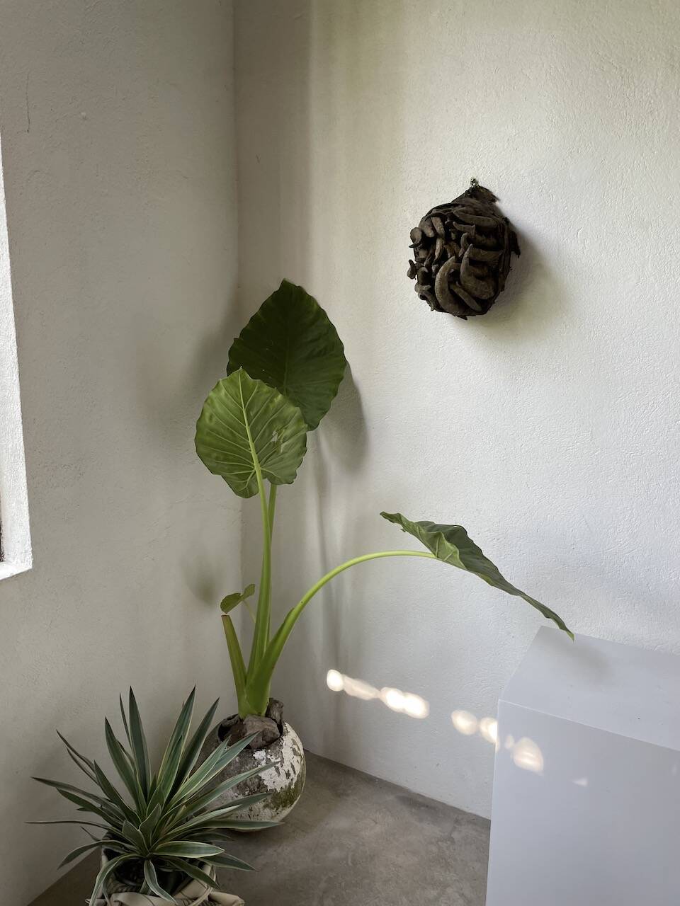 Bété Nyabwa mask Ivory Coast