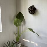 Bété Nyabwa mask Ivory Coast