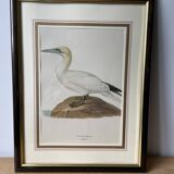 Frames illustrations birds
