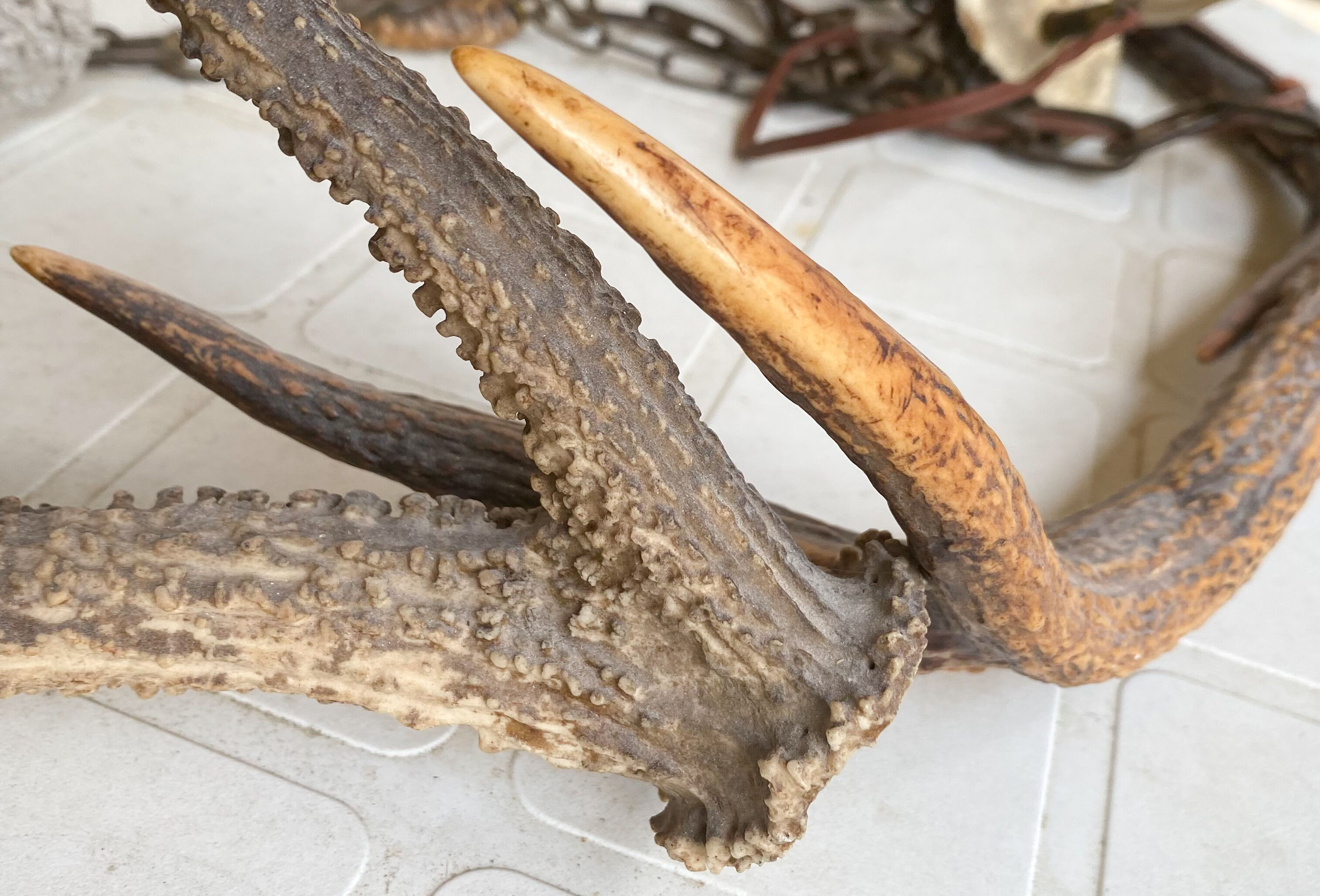 Lustre deer antler