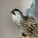 Pair of falcons, Karl Ens