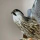 Birds couple of falcons Karl Ens