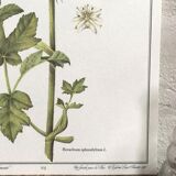 Botanical board la grande Berce