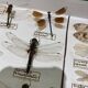 Entomology box showcase of dragonfly insects
