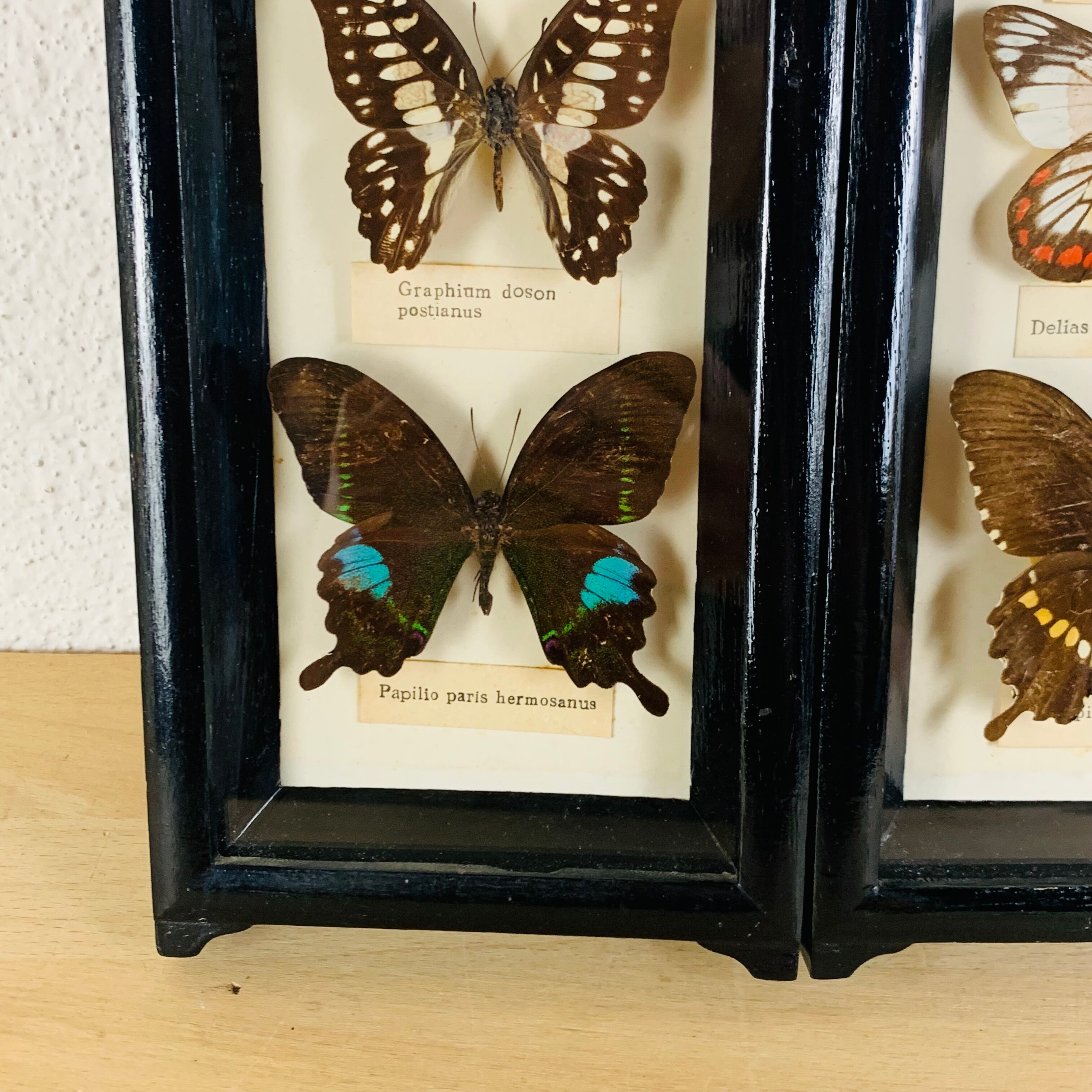 Vintage naturalized butterfly frame