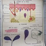 Poster school Nightingale skin no.18 No.17 system friendly