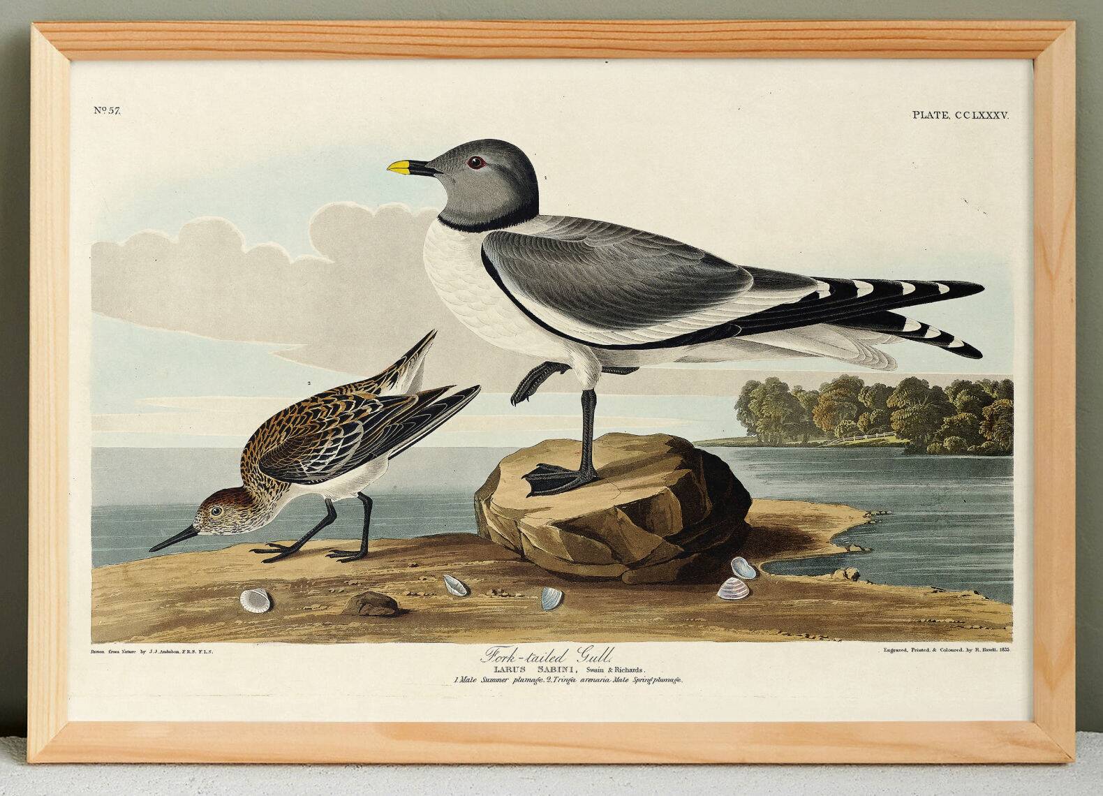 Poster for Sabine's Seagull, based on an old engraving from 1827.