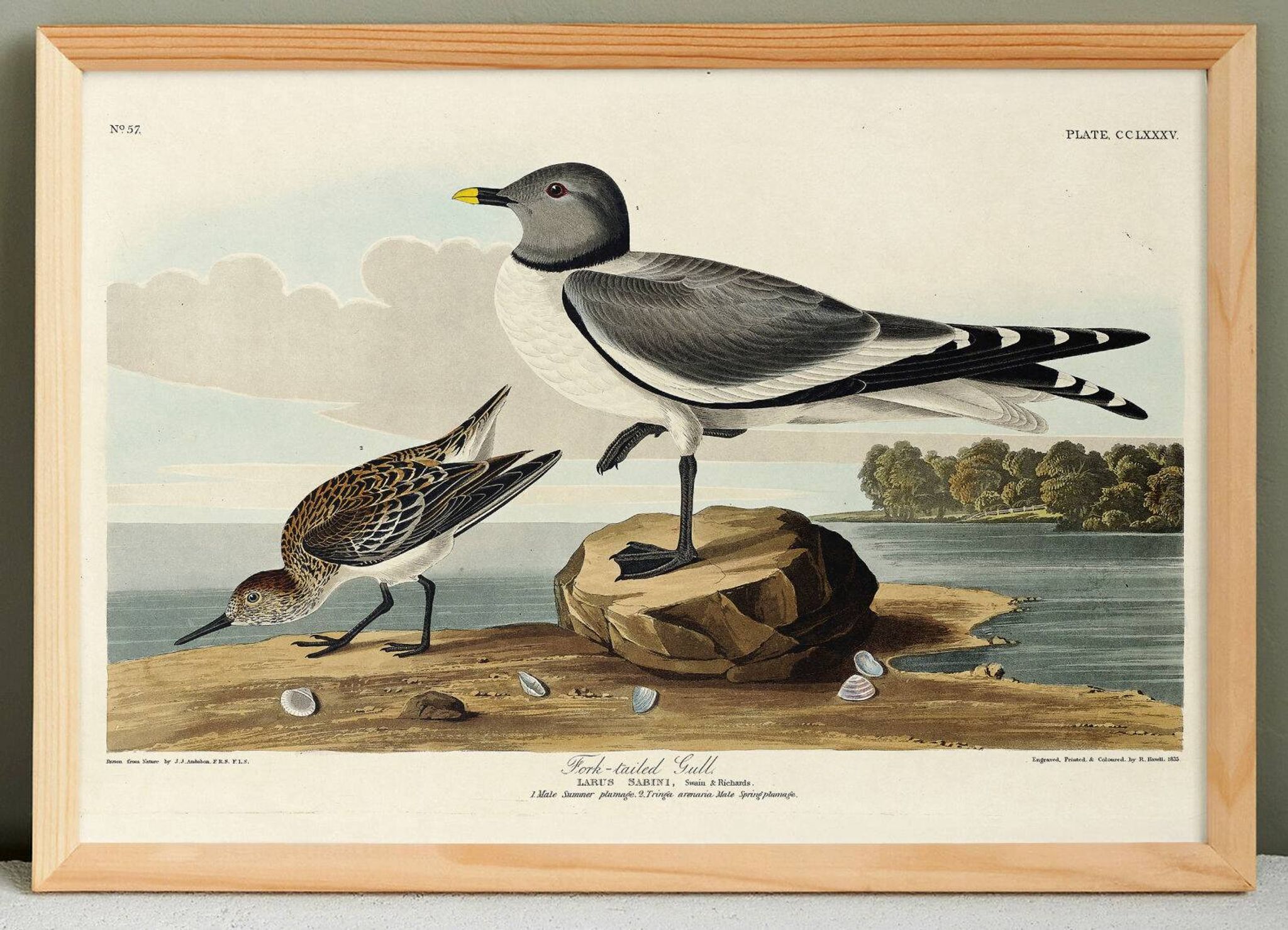 Affiche sur la Mouette de Sabine, d’après une gravure ancienne de 1827.