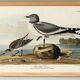 Poster for Sabine's Seagull, based on an old engraving from 1827.