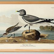 Affiche sur la Mouette de Sabine, d’après une gravure ancienne de 1827.