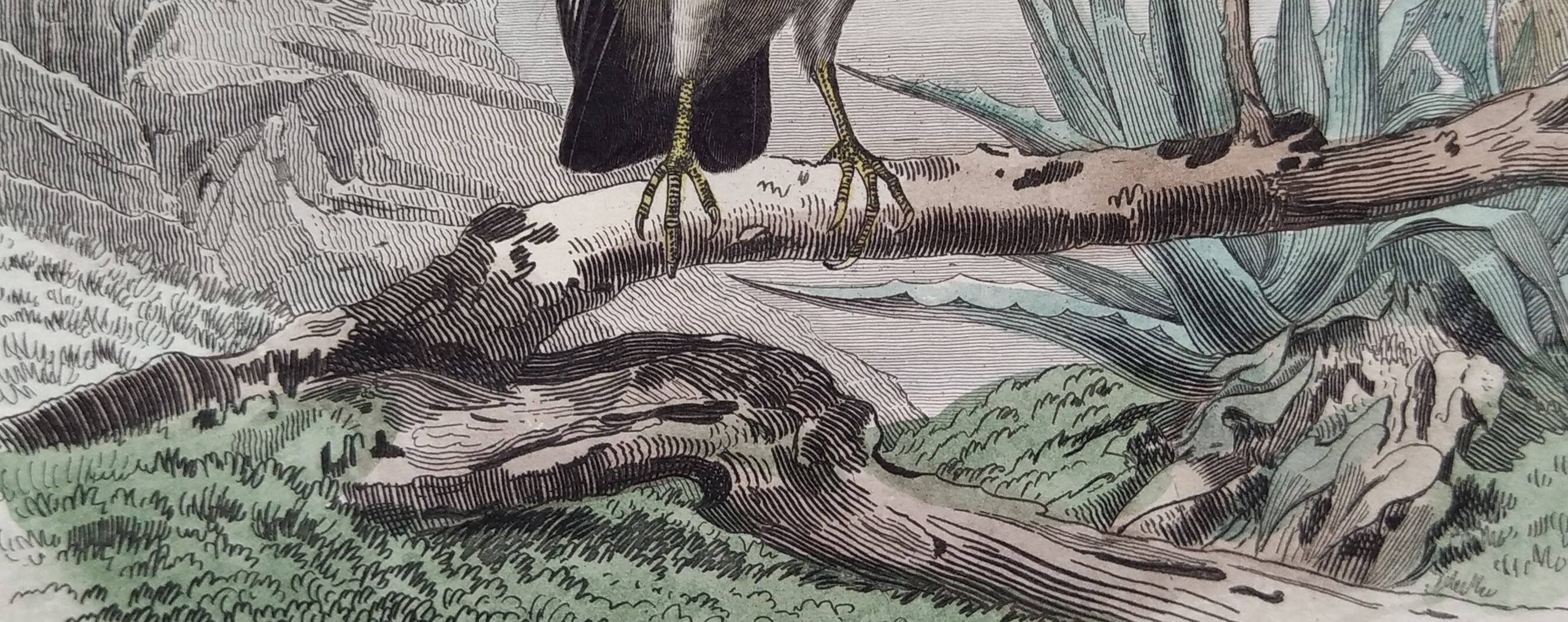 Ornithological Plate Buffon 1840 "Griffon Vulture & Royal Vulture"