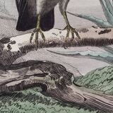 Planche Ornithologique Buffon 1840 "Vautour Fauve & Vautour Royal"