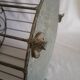 Aged metal cage