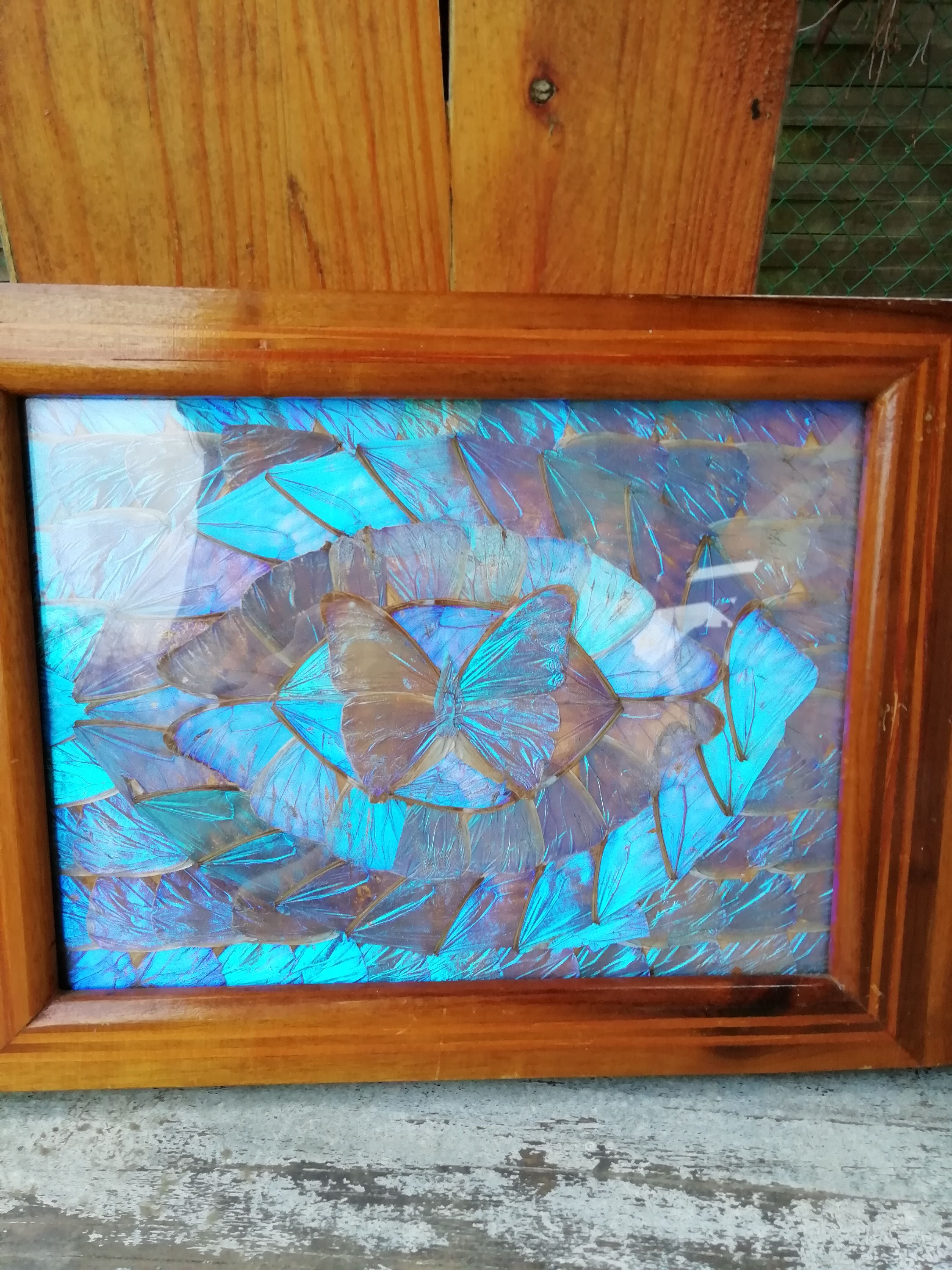 Naturalized butterfly platter