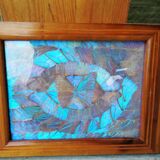 Naturalized butterfly platter