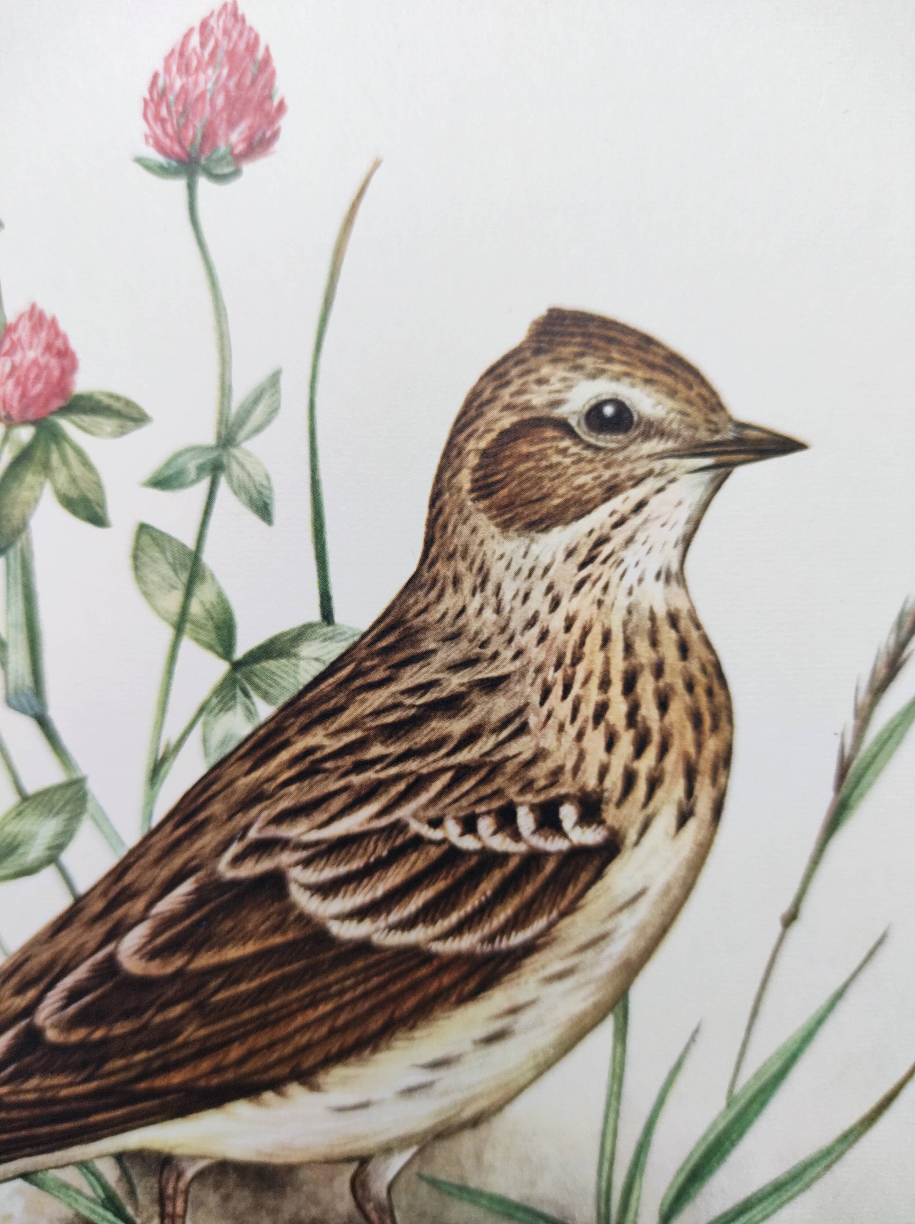 Old bird board 1960s - Skylark - Illustration to frame