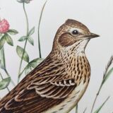 Old bird board 1960s - Skylark - Illustration to frame