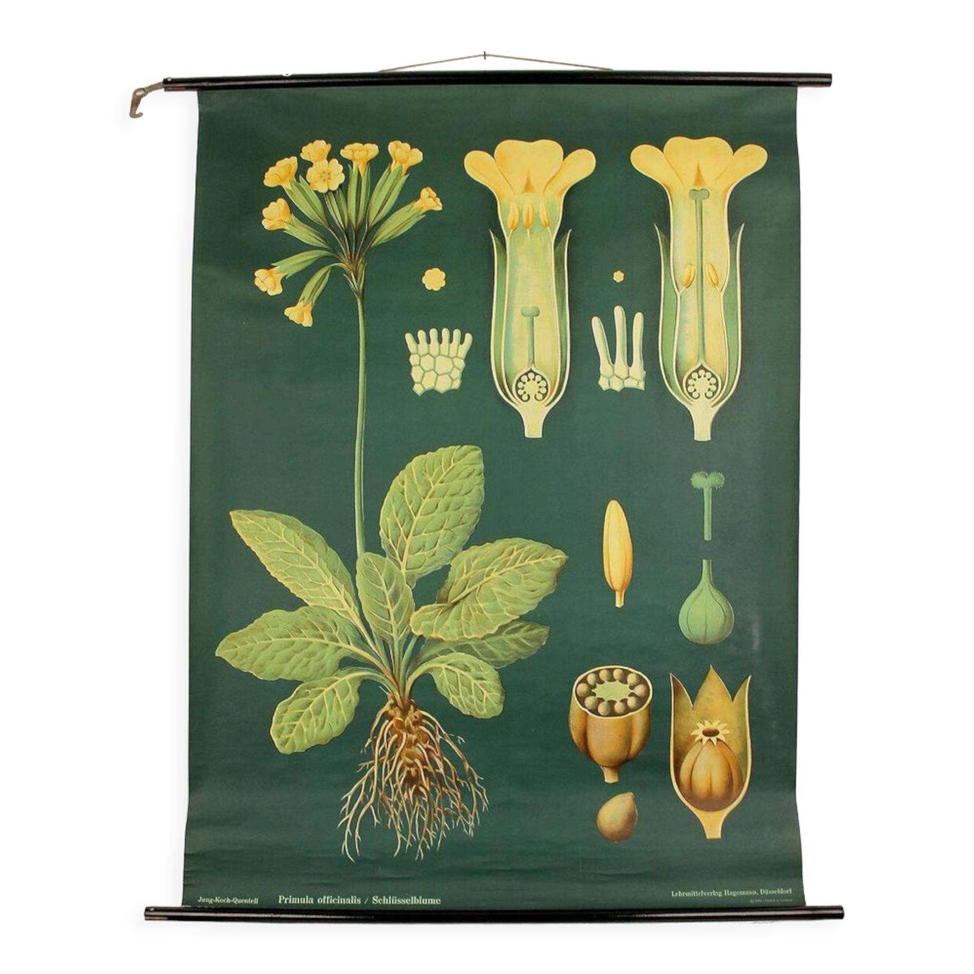 XXL vintage poster, primrose motif botanical flower, 60s