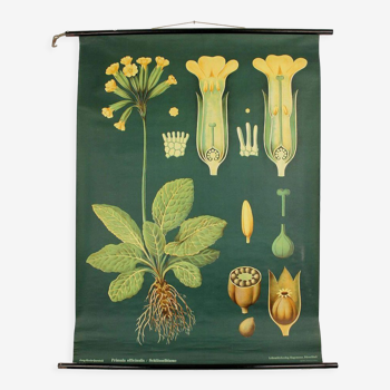 Affiche XXl vintage motif primevère fleur botanique, annees 60