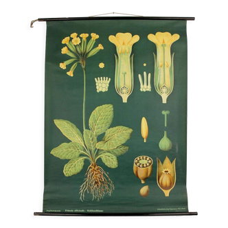 Affiche XXl vintage motif primevère fleur botanique, annees 60