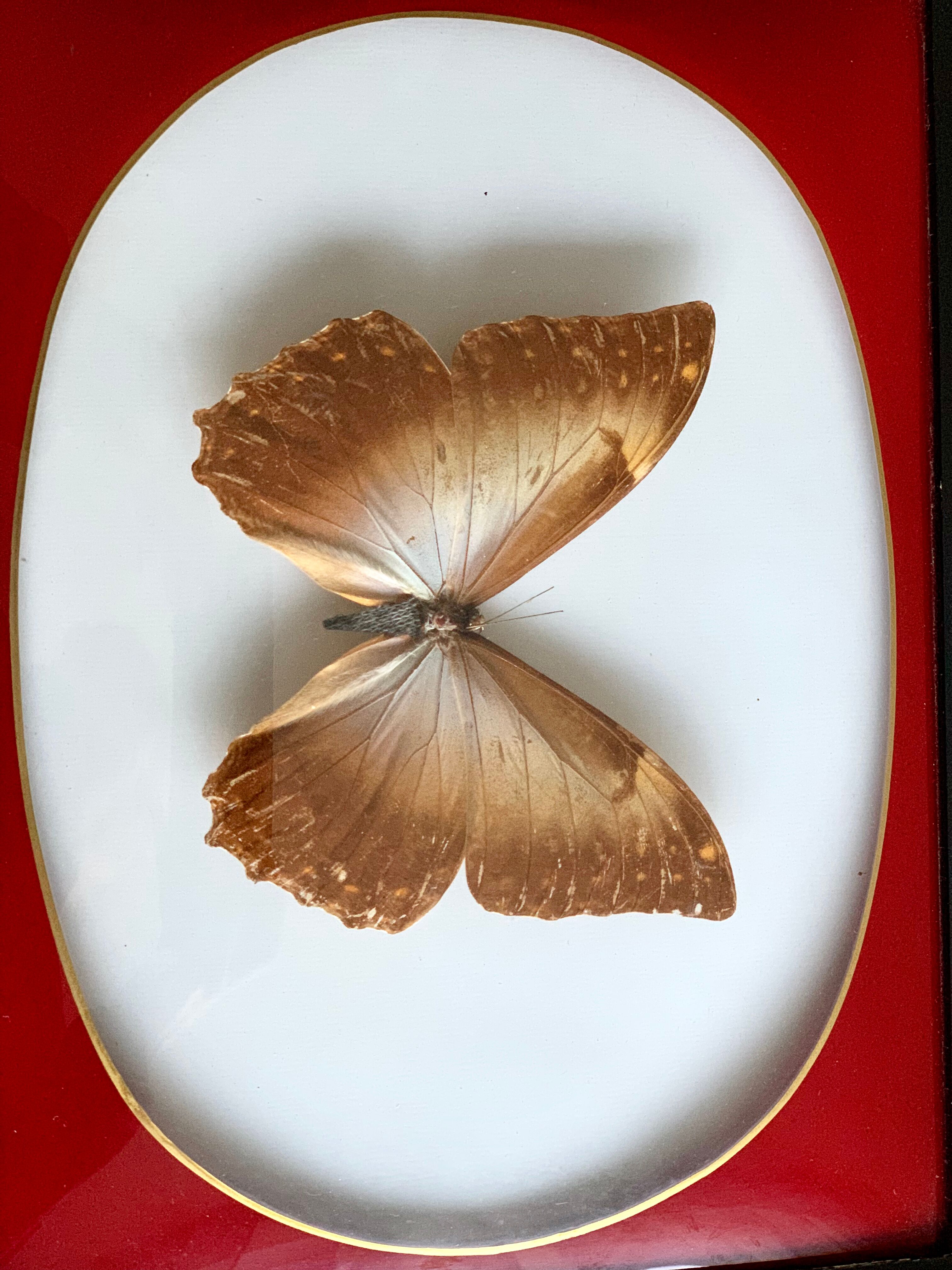 Naturalized Butterfly frame