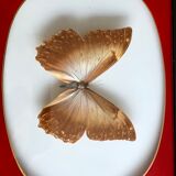 Naturalized Butterfly frame