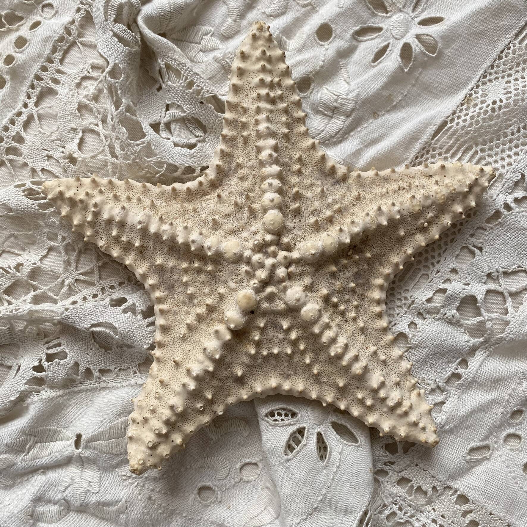 Large natural knotted starfish