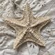 Large natural knotted starfish