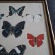Cadre ancien papillons
